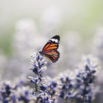 Monarch butterfly on the lavender stamen